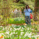 A person in a blue shirt, wearing a red bag, snaps a photo of sunny white flowers in a garden