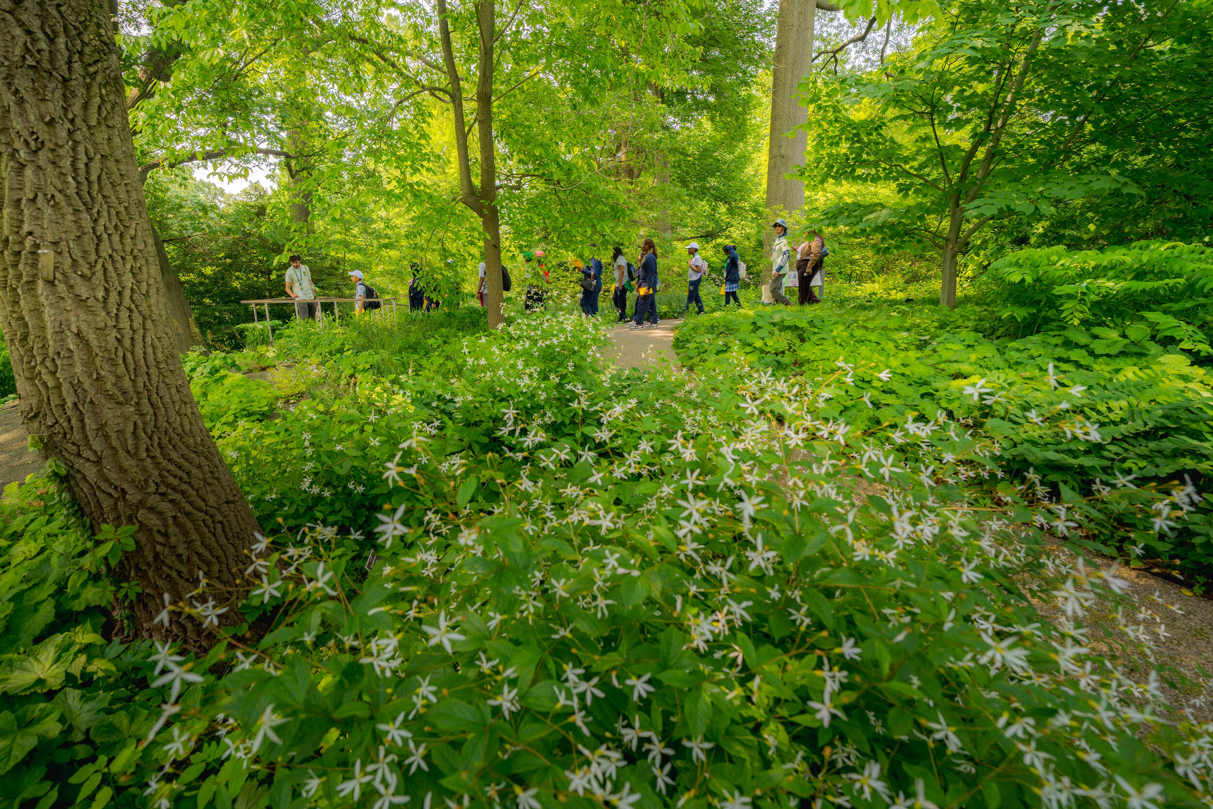 A group of school students explores a shady green garden