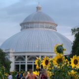 Visitors enjoying the display of real and cultural sunflowers in front of the Enid A. Haupt Conservatory during Starry Nights