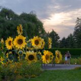 Visitors enjoying the display of real and cultural sunflowers on Conservatory Lawn during Starry Nights