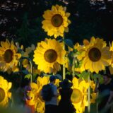 Visitors enjoying the display of real and cultural sunflowers during Starry Nights