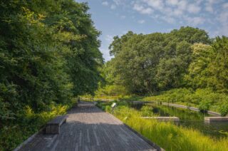 Benches on a wooden path near a pond surrounded by green trees.