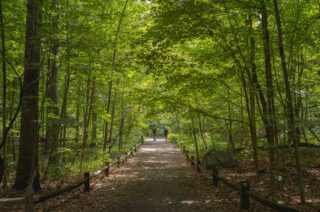 A dirt path through a green forest.