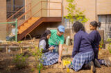 Children plant in a sunny school garden