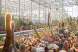 A greenhouse full of potted cacti