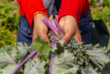 A person holds up a bundle of harvested greens