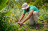 A person in a green shirt bends down to weed a garden