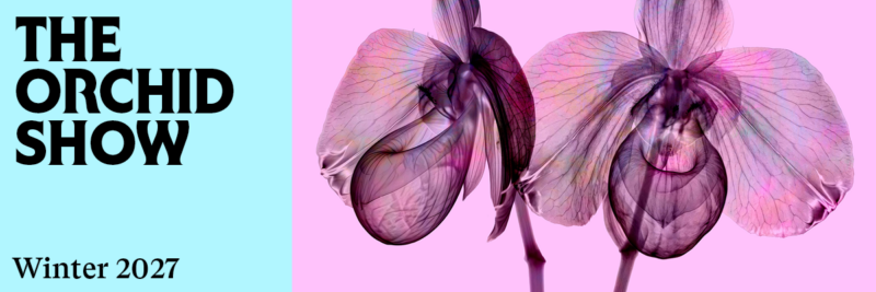 A picture of translucent pink flowers next to the words "The Orchid Show"