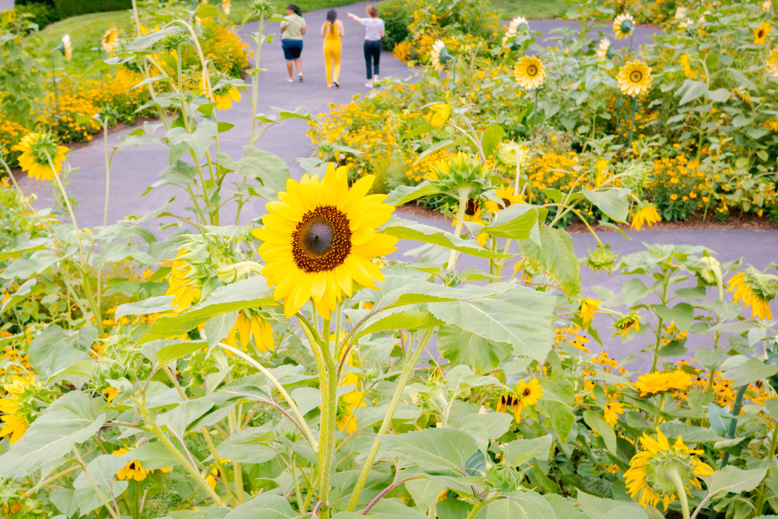 People explore an outdoor garden full of tall yellow flowers