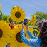 Two people photograph each other among bright yellow flower sculptures