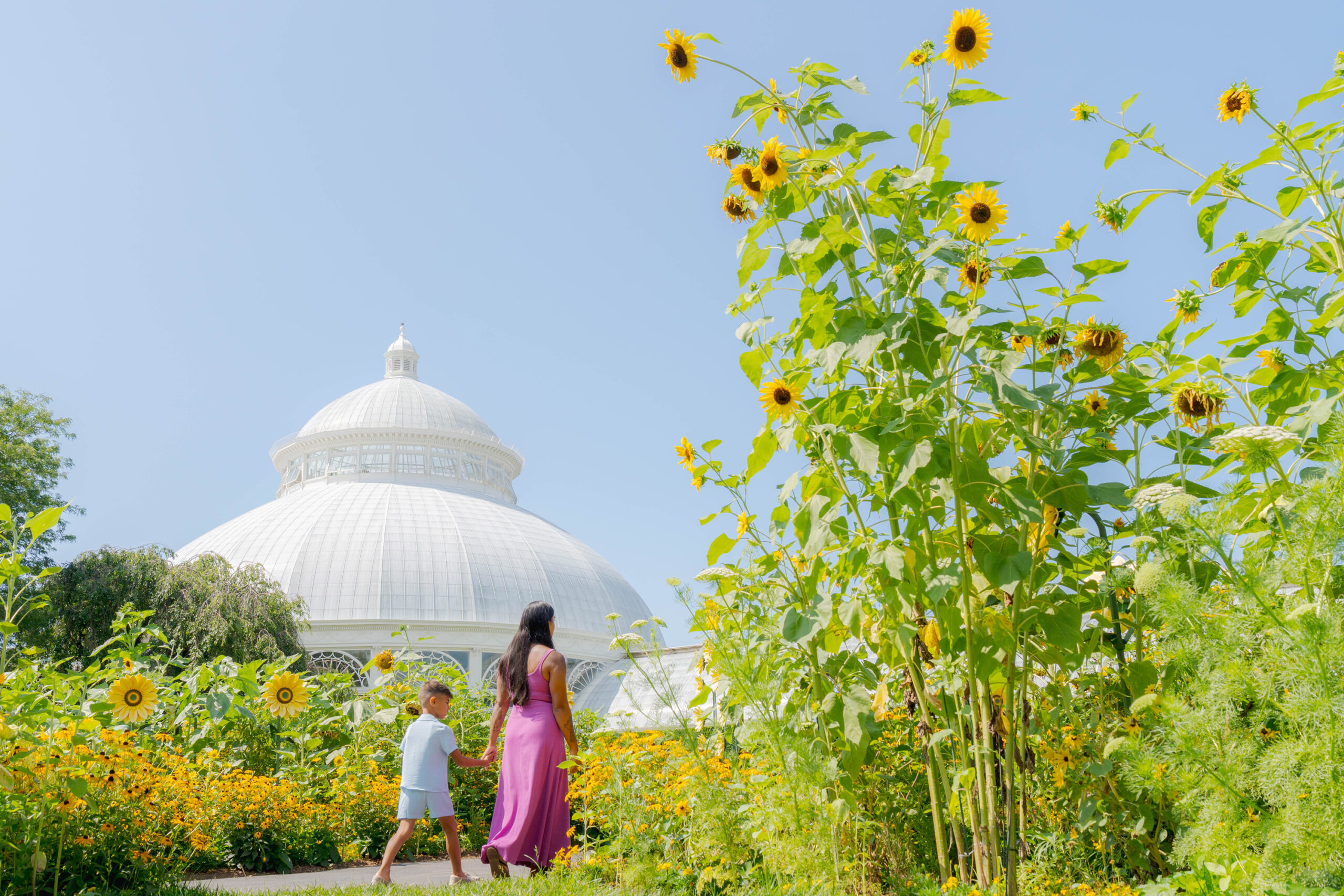 A parent and child explore a field of sunflowers with a white conservatory dome in the background