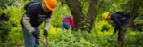 Three people work outdoors in yellow hard hats, using tools to trim back plants in a forest