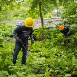 Two people in yellow hard hats work in a green forest