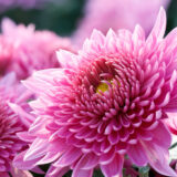 A bright pink flower