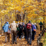 A group of people walk through a forest full of yellow leaves