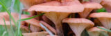 A collection of brown mushrooms