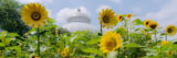 A white conservatory dome rises up behind a field of large yellow flowers