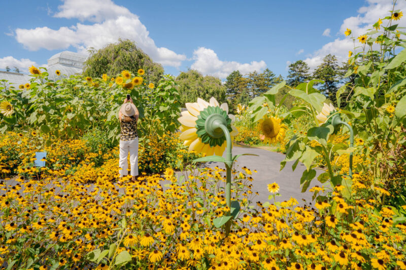 A field of bright yellow flowers under a blue sky