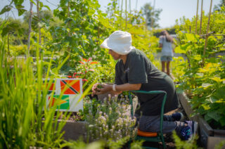 Pearly (mom), wearing a sun hat, kneels on a garden kneeler to harvest from a vibrant bed filled with tall green plants and flowers. Small painted flags of Guyana, Suriname, and Trinidad are displayed on the garden beds. The scene glows with sunlight, care, and cultural pride.