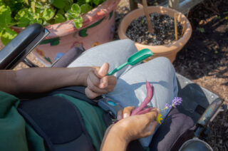 Close-up of Annie’s hands gently holding purple beans and small flowers in her lap, with an adaptive gardening tool in her other hand. The moment captures accessibility, touch, and inclusion as essential parts of joyful gardening.