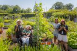 Three women standing and one woman in a wheelchair surround a garden bed full of green plants.