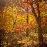 Thain Family Forest mco m10r4871 web