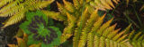 A collection of yellow and green leaves