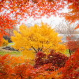 A bright yellow fall tree surrounded by the red leaves of others