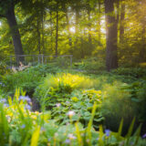A forest scene at sunset