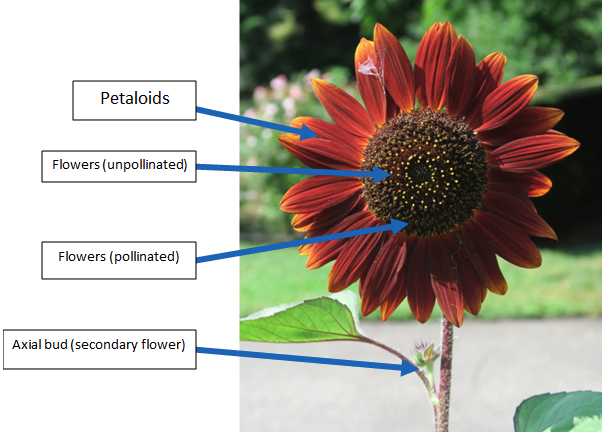 An image of a dark red sunflower with labeled plant parts