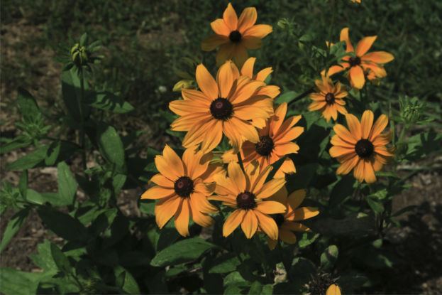 A bunch of orange-yellow flowers and green foliage