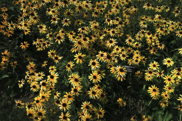 A field of yellow flowers