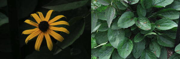 Juxtaposed images of a yellow flower and its green foliage