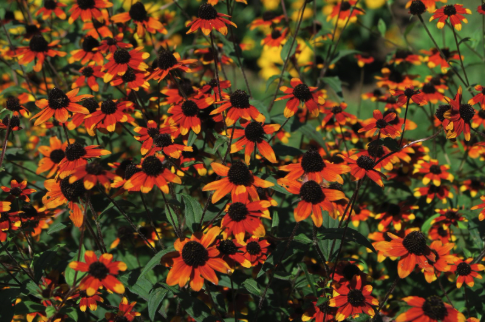 An abundance of orange-red flowers with dark centers