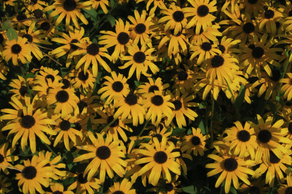An abundance of yellow flowers