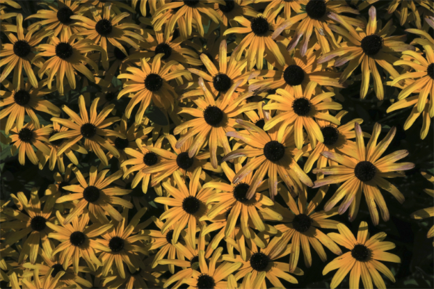 A garden of yellow flowers with dark centers