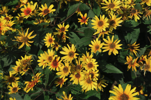 A garden of yellow flowers with an orange tinge