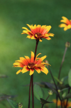 Three orange and yellow flowers