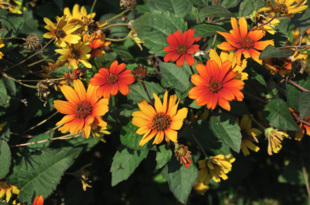 Fiery orange flowers over green foliage