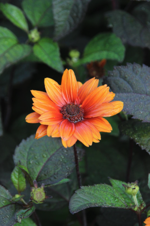 A fiery orange flower over green foliage