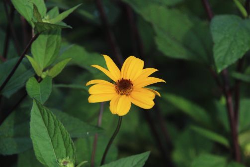 A single yellow flower among dark green foliage