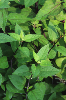 Sunny green foliage