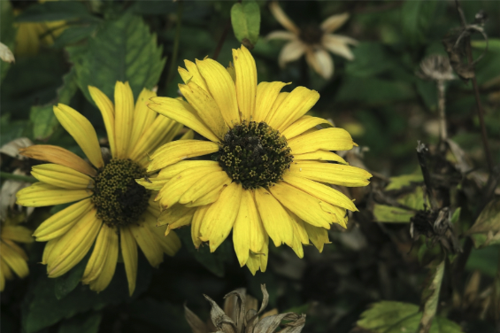Two bright yellow flowers with dark centers