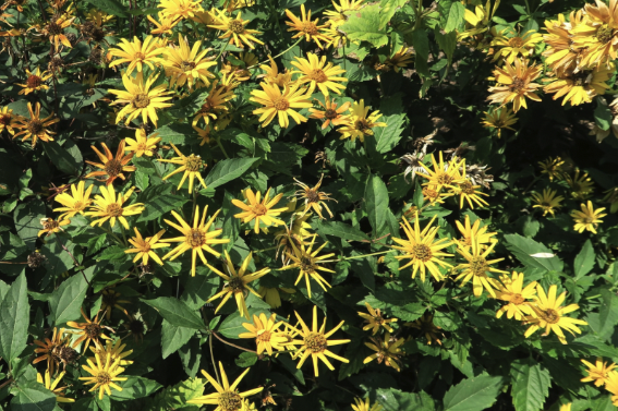A garden of yellow flowers over green foliage
