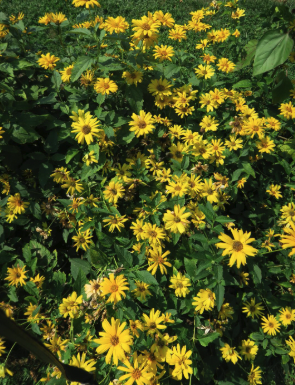 A garden of small yellow flowers