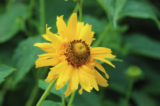 A large yellow flower with a spherical brown center