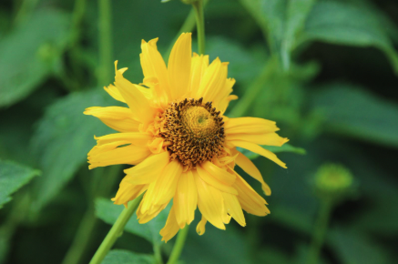 A large yellow flower with a spherical brown center