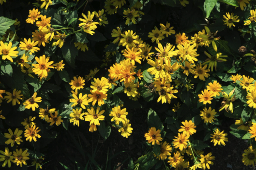 A garden of sunny yellow flowers and green foliage