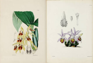 Illustrations in a book depicting white and red flowers with green foliage