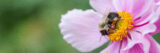 A yellow and black bumble bee forages nectar on a pink flower